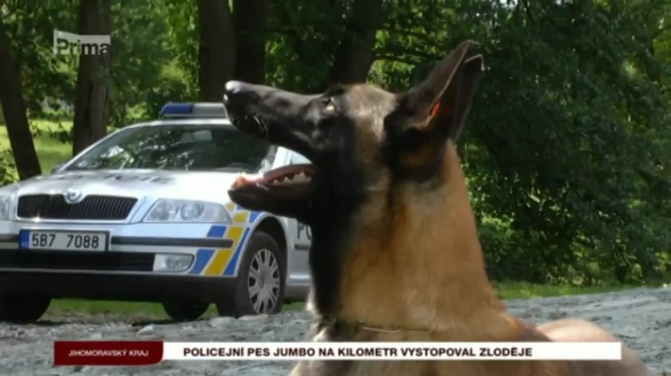 20. 8. 2017 KRIMI: Policejní pes Jumbo na kilometr vystopoval zloděje
